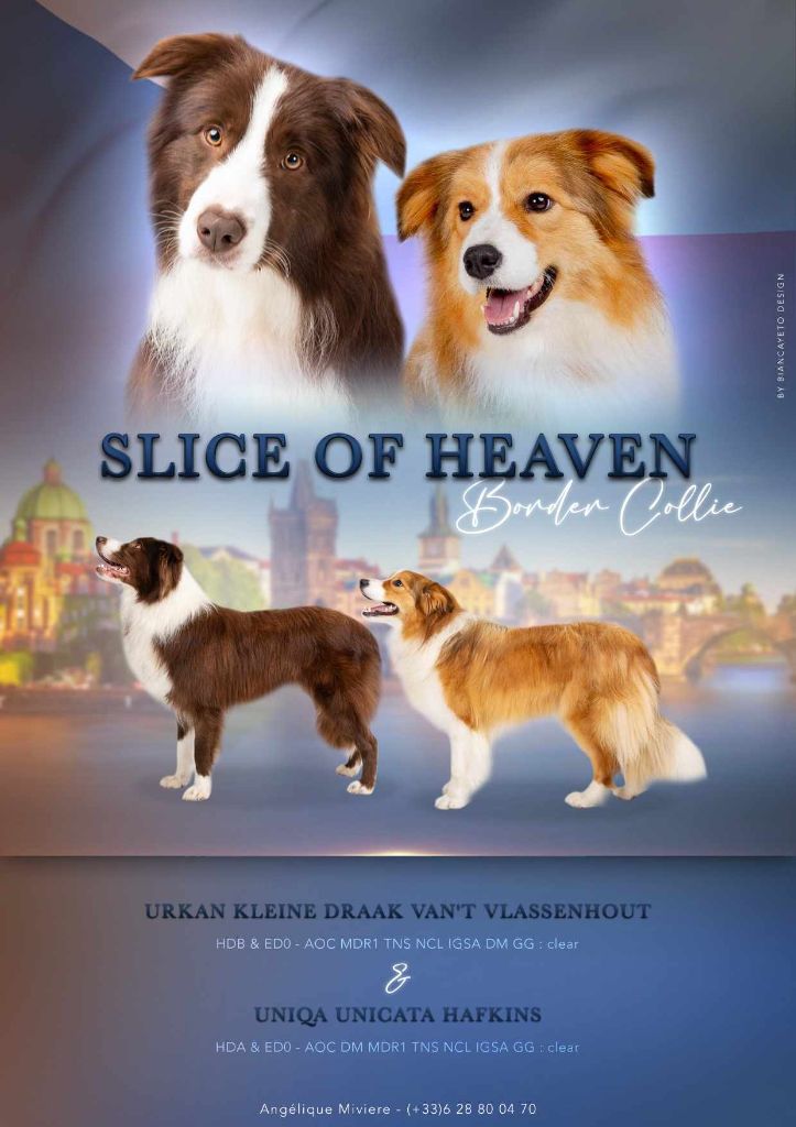 Slice Of Heaven - Saillie effectuée 