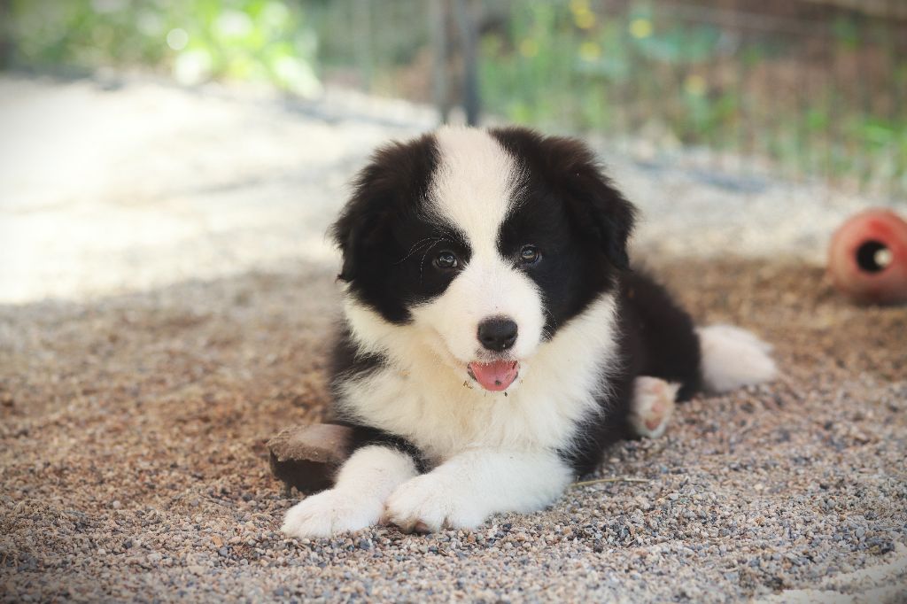 Slice Of Heaven - Chiot disponible  - Border Collie