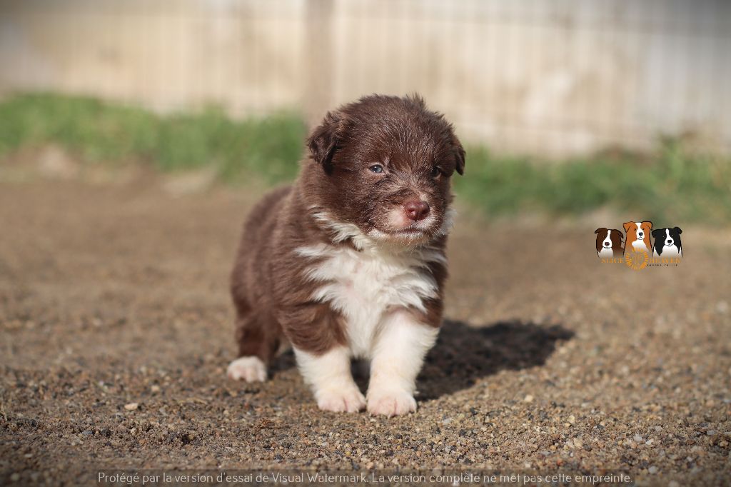 Slice Of Heaven - Chiot disponible  - Border Collie