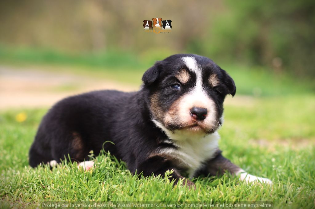 Slice Of Heaven - Chiot disponible  - Border Collie