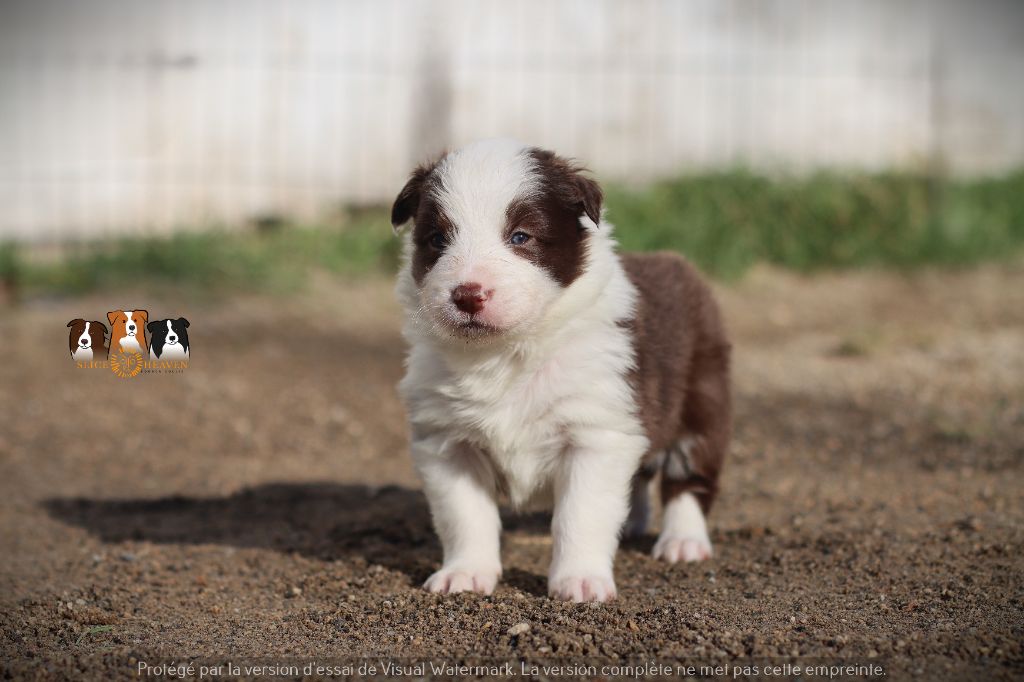 Slice Of Heaven - Chiot disponible  - Border Collie