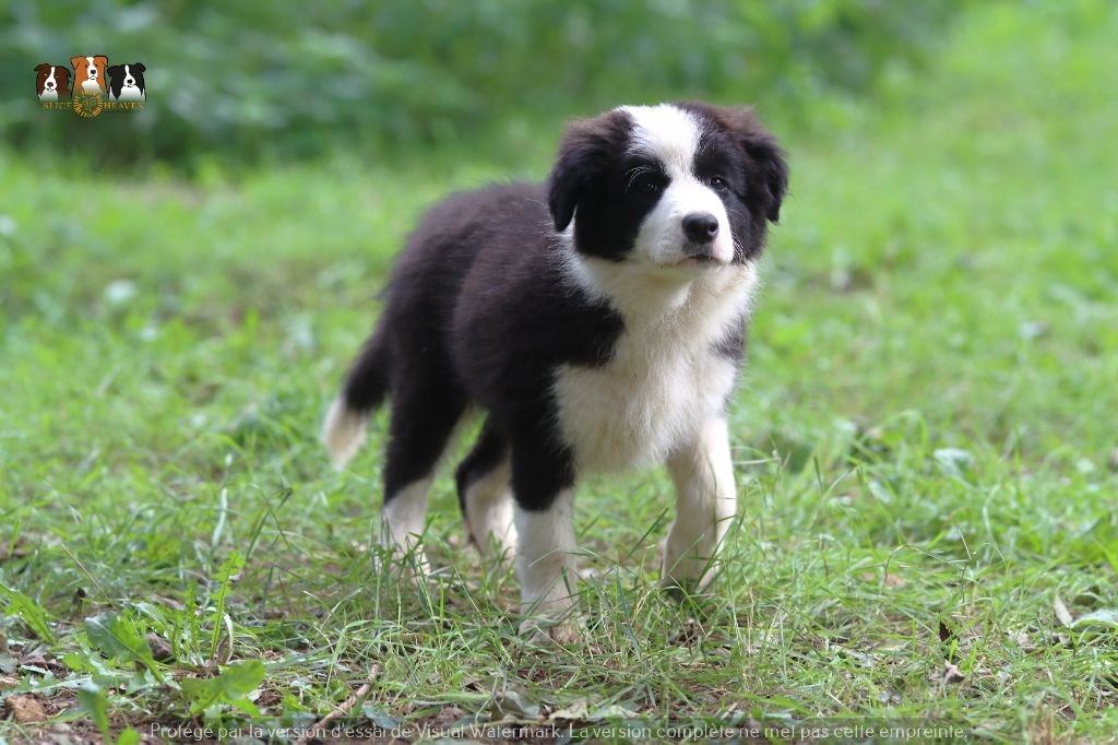 Slice Of Heaven - Chiot disponible  - Border Collie