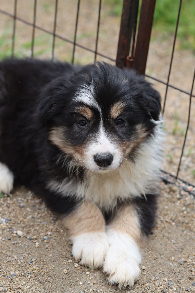 Slice Of Heaven - Chiot disponible  - Border Collie
