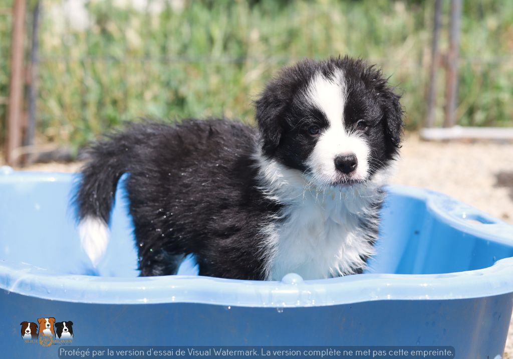 Slice Of Heaven - Chiot disponible  - Border Collie