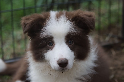 Slice Of Heaven - Border Collie - Portée née le 06/07/2023