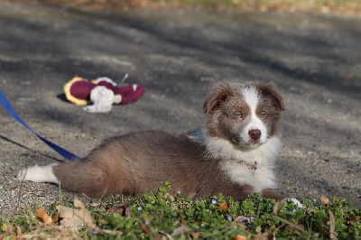 Slice Of Heaven - Border Collie - Portée née le 06/12/2022