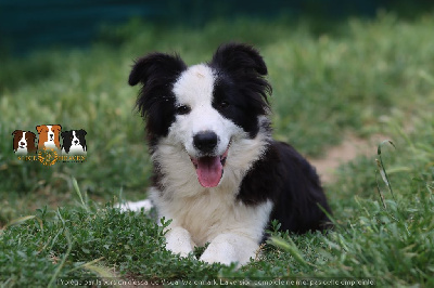 Slice Of Heaven - Border Collie - Portée née le 11/12/2022