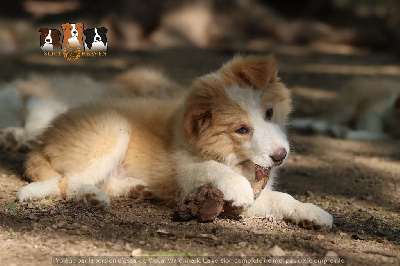 Slice Of Heaven - Border Collie - Portée née le 21/02/2023