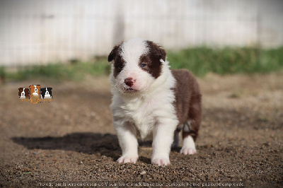 Slice Of Heaven - Border Collie - Portée née le 22/12/2024