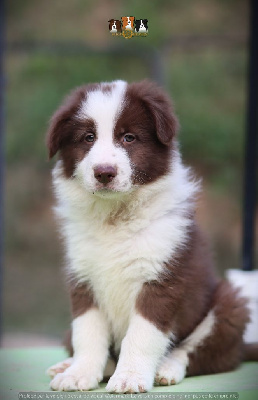 Slice Of Heaven - Border Collie - Portée née le 22/06/2024