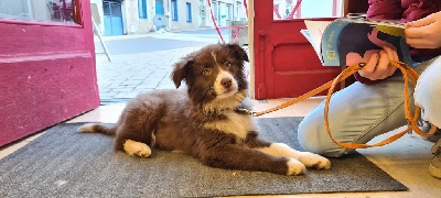 Slice Of Heaven - Border Collie - Portée née le 06/12/2022