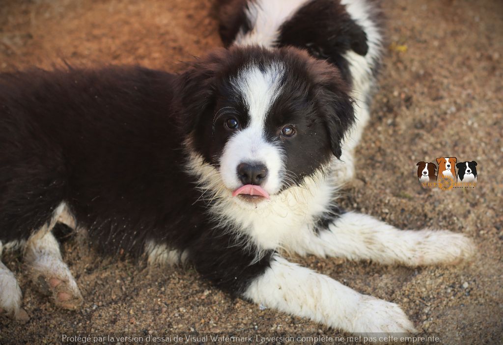 Slice Of Heaven - Chiot disponible  - Border Collie