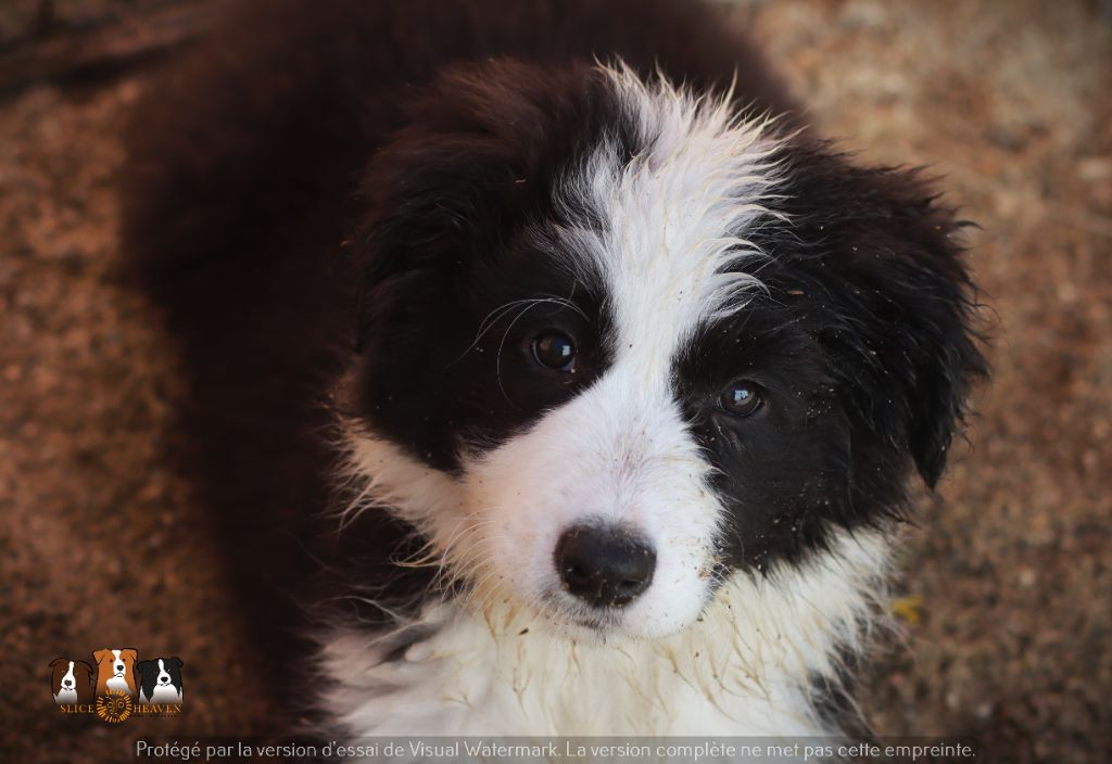 Slice Of Heaven - Chiot disponible  - Border Collie