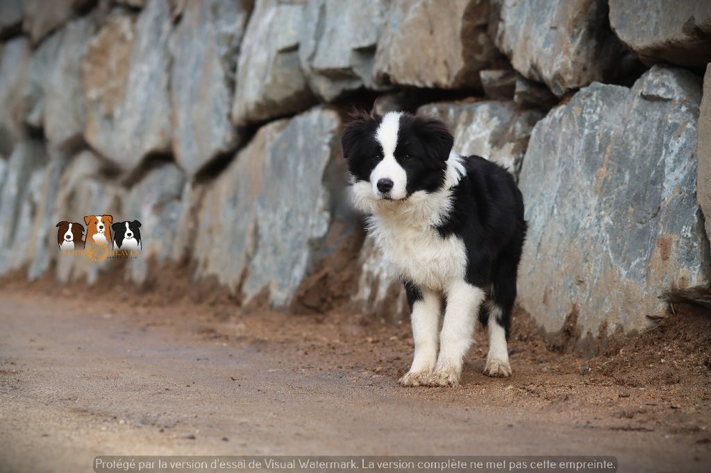 Slice Of Heaven - Chiot disponible  - Border Collie