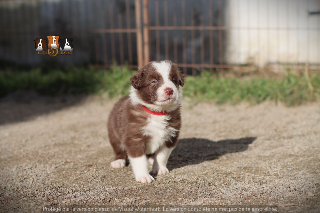 Slice Of Heaven - Chiot disponible  - Border Collie