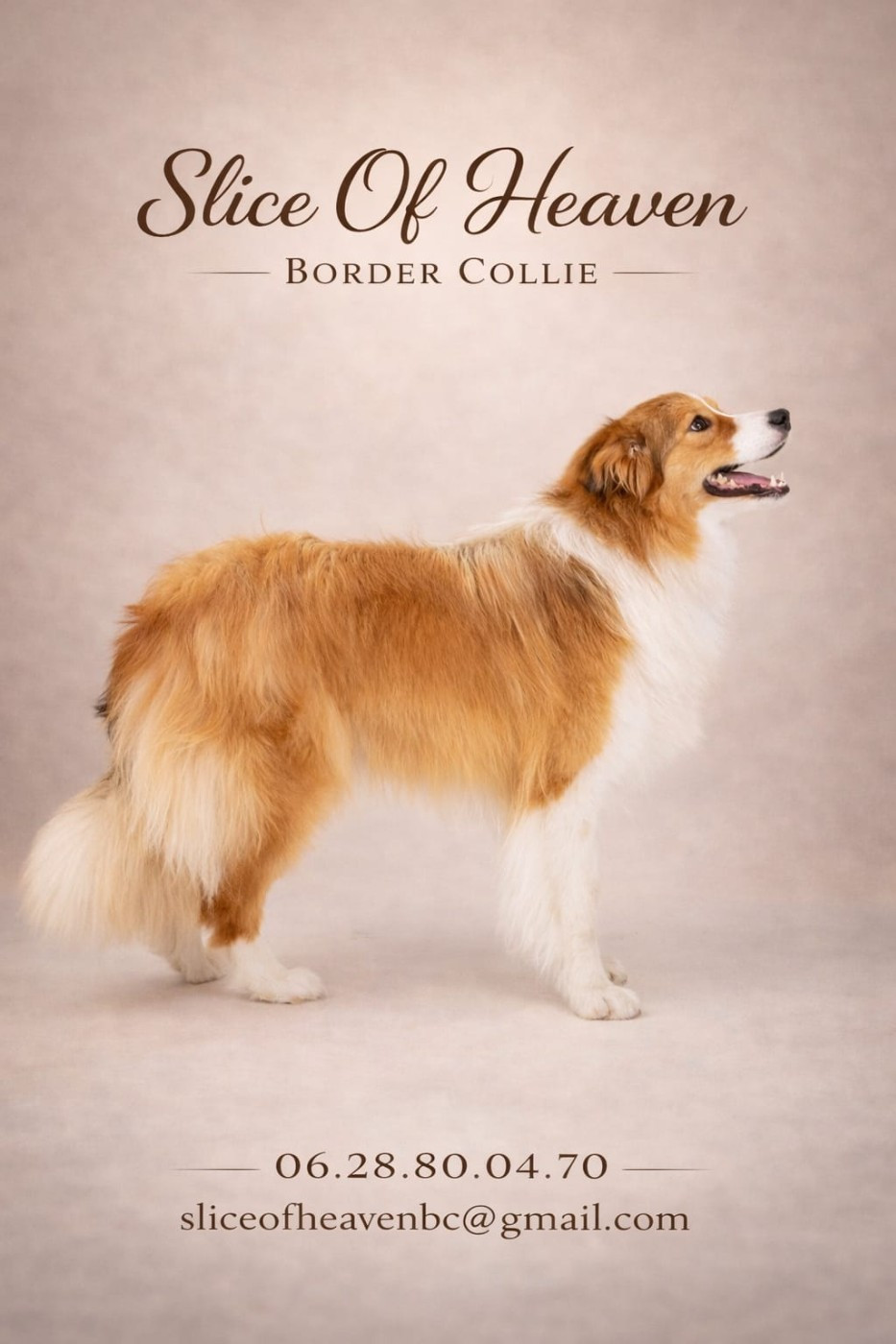 Uniqa unicata hafkins