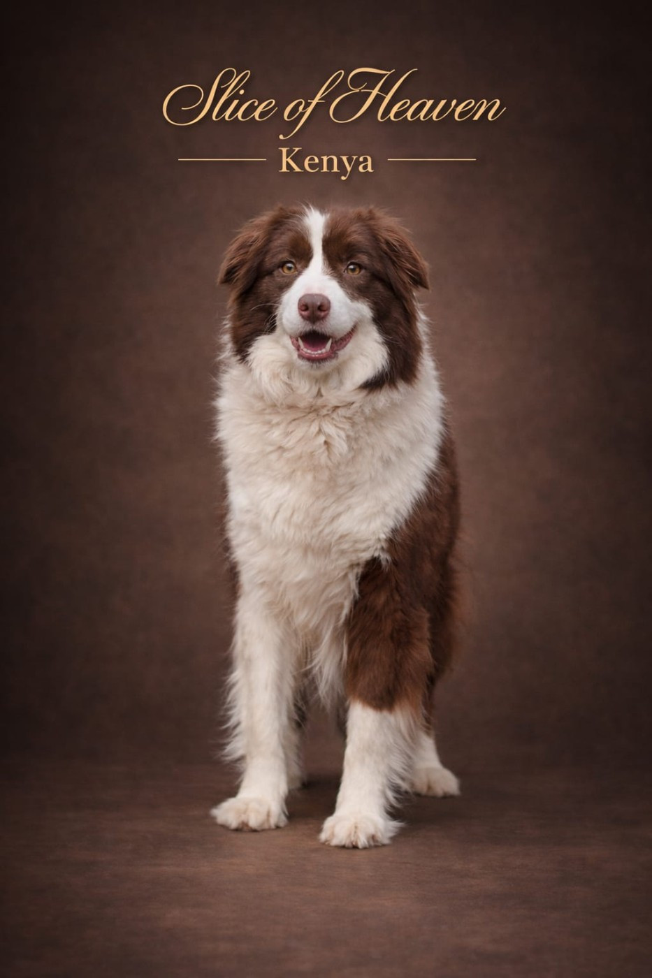 U dream's of kenya van't vlassenhout