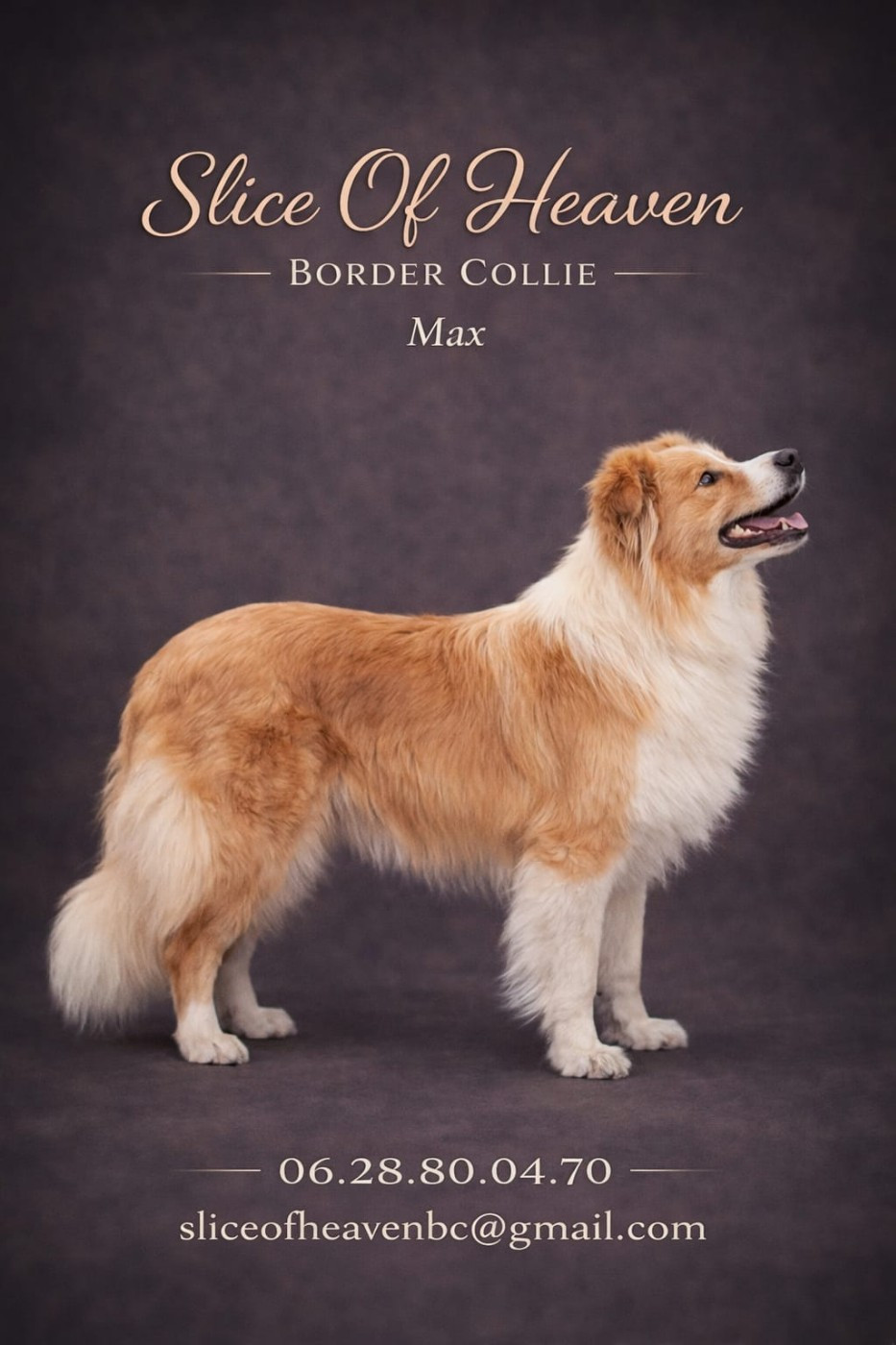 Very good boy des terres d' emmatchou