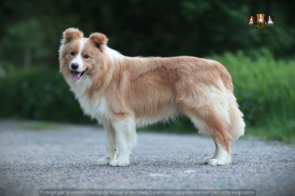 Very good boy des terres d' emmatchou