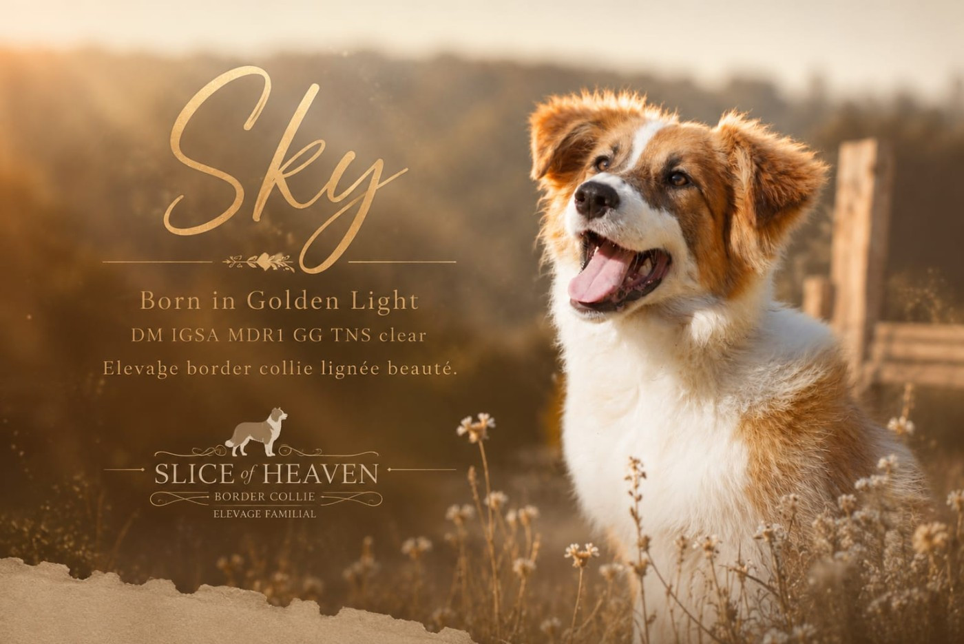 Slice Of Heaven BORN IN GOLDEN LIGHT