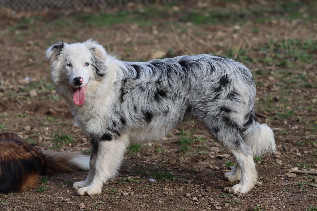 Slice Of Heaven - Border Collie - Portée née le 06/07/2023
