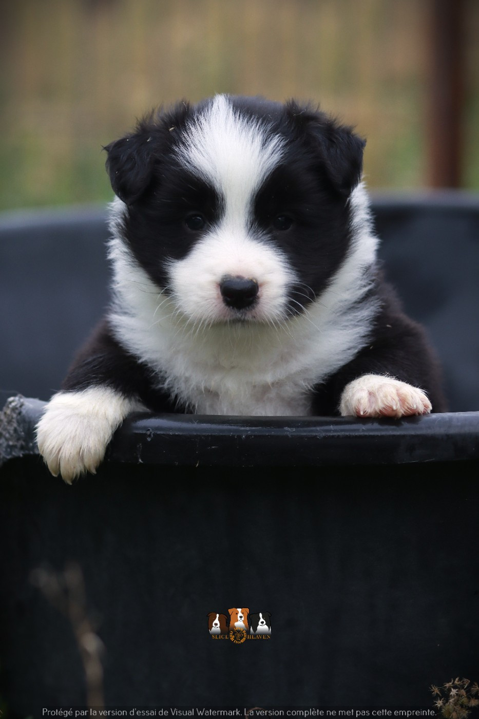 Slice Of Heaven - Chiots disponibles - Border Collie