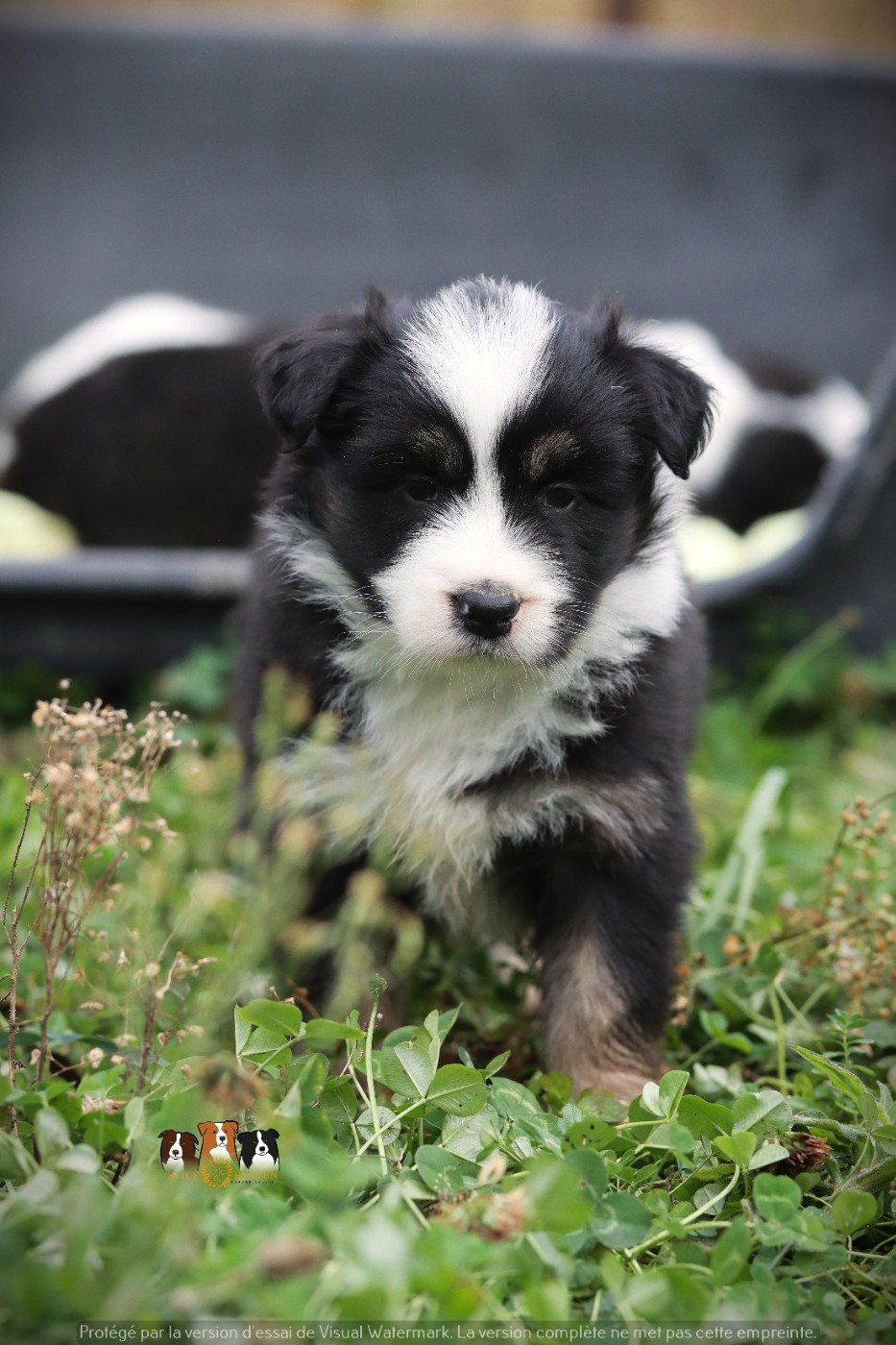 Slice Of Heaven - Chiots disponibles - Border Collie