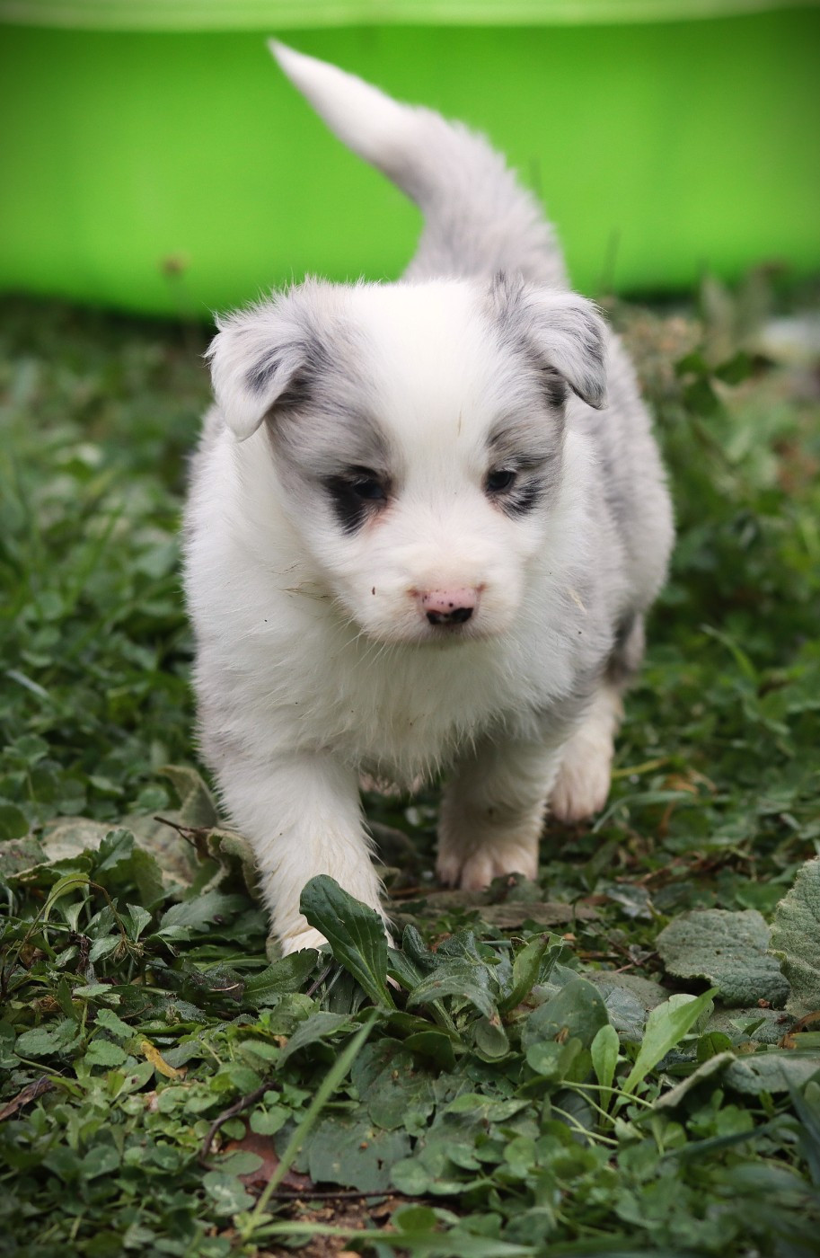 Slice Of Heaven - Chiots disponibles - Border Collie