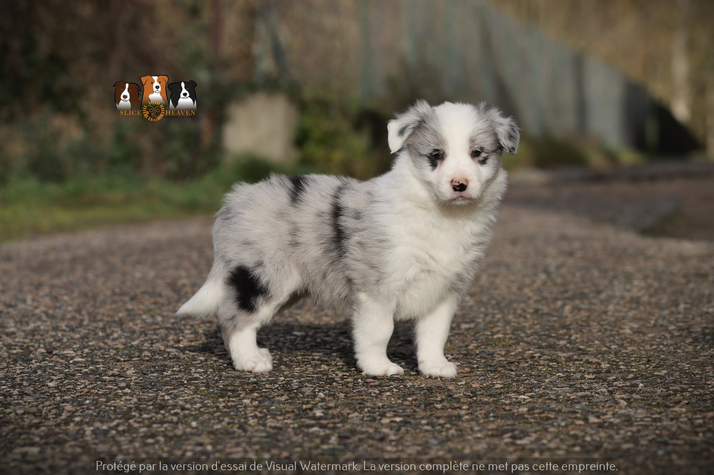 Slice Of Heaven - Chiots disponibles - Border Collie