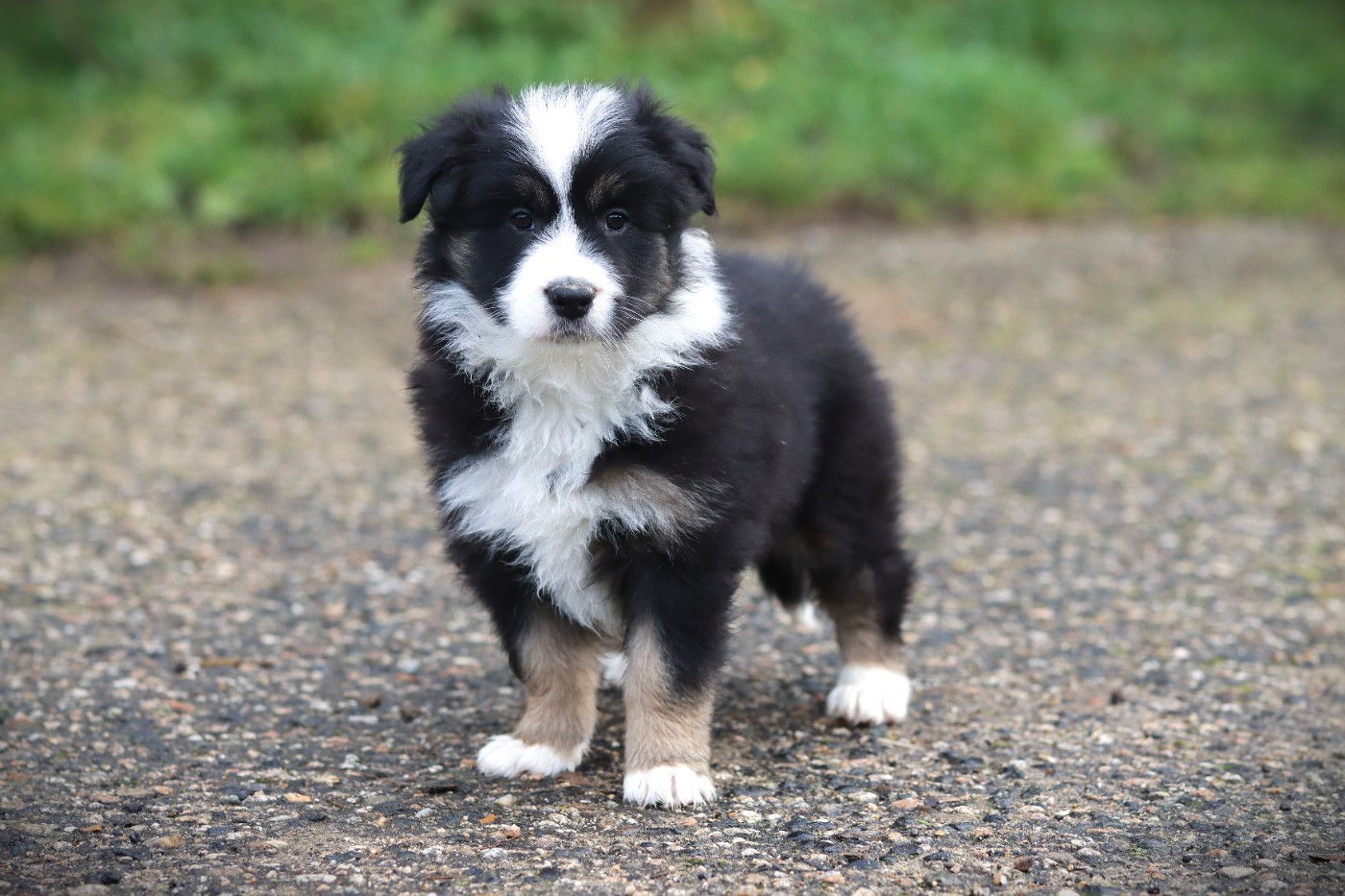 Slice Of Heaven - Chiots disponibles - Border Collie