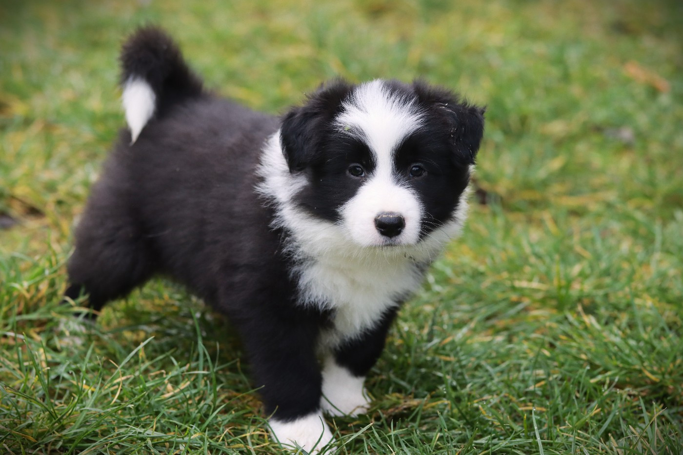 Slice Of Heaven - Chiots disponibles - Border Collie