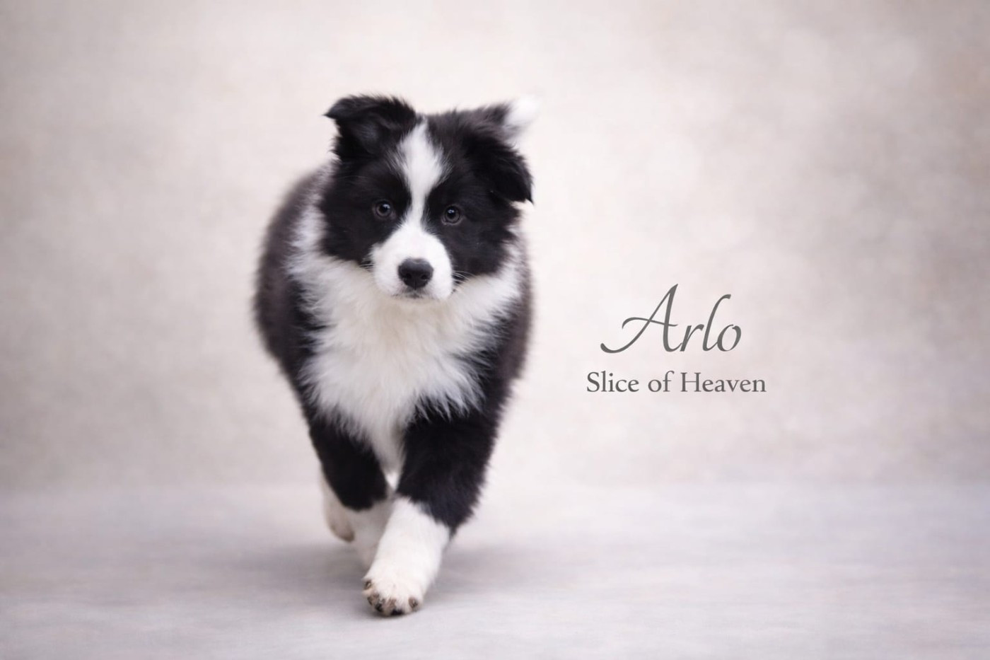 Slice Of Heaven - Chiots disponibles - Border Collie
