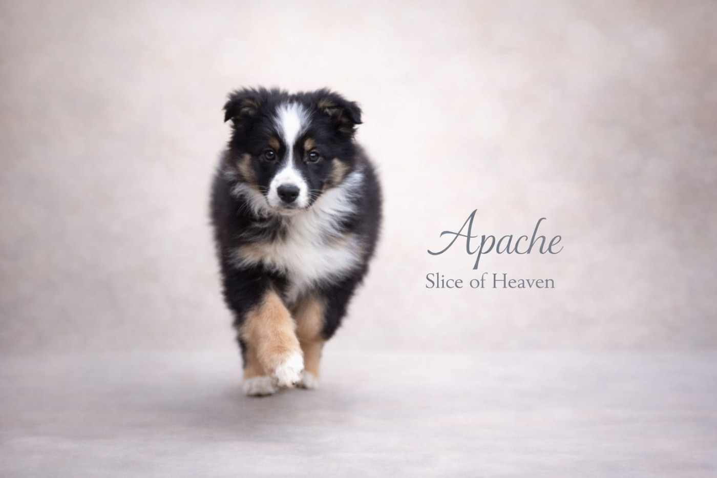 Slice Of Heaven - Chiots disponibles - Border Collie