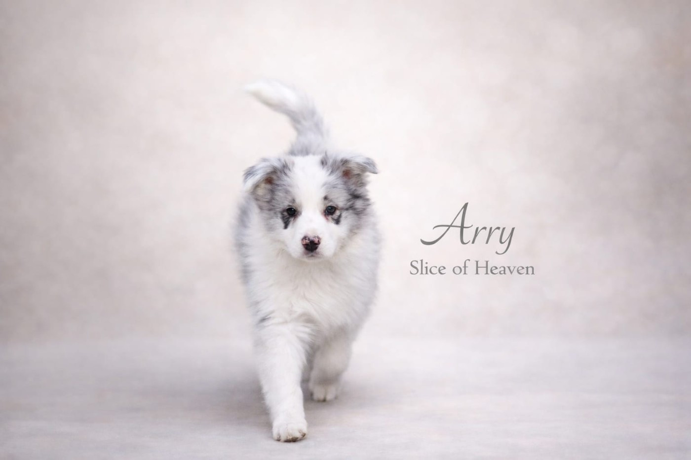 Slice Of Heaven - Chiots disponibles - Border Collie