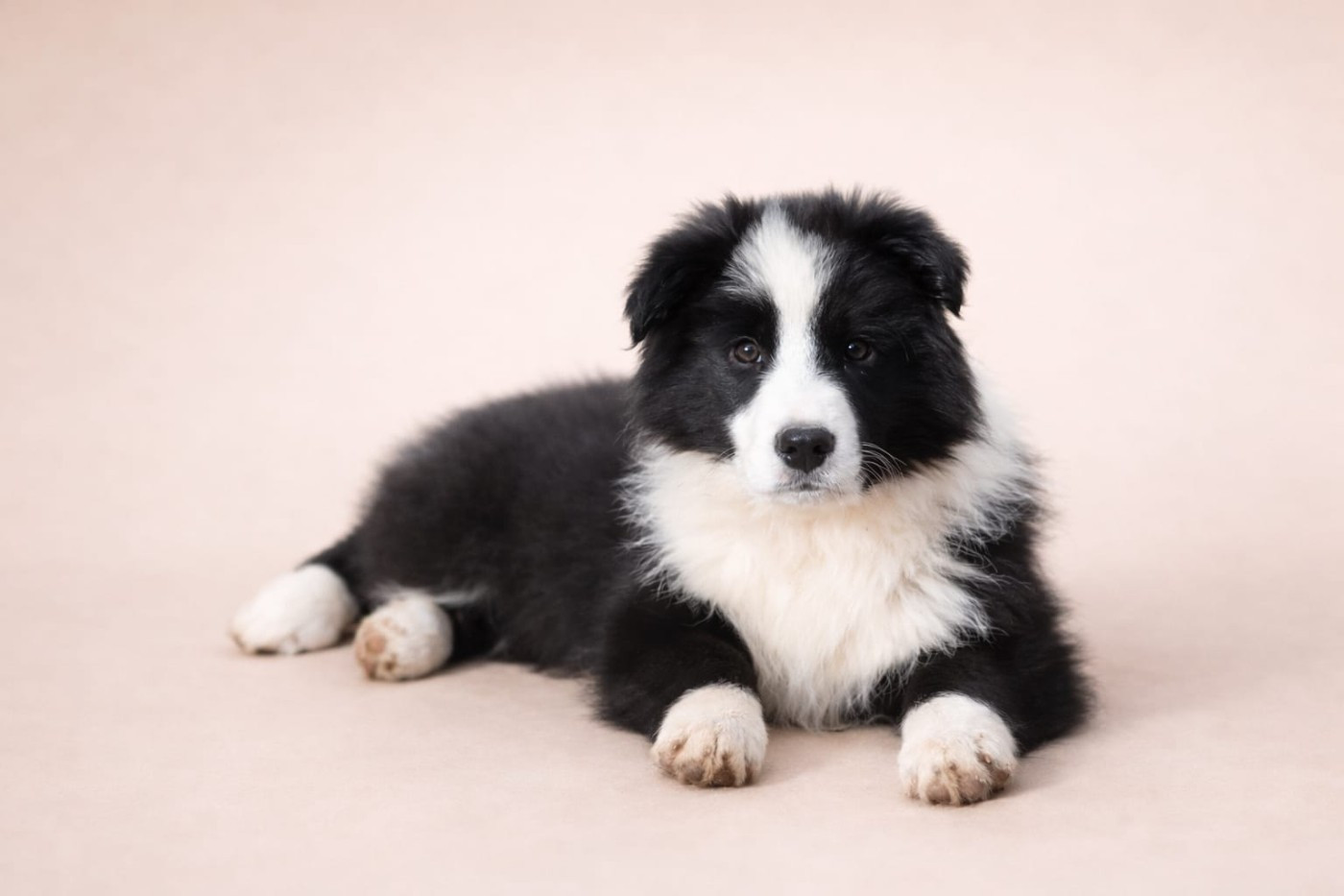 Slice Of Heaven - Chiots disponibles - Border Collie