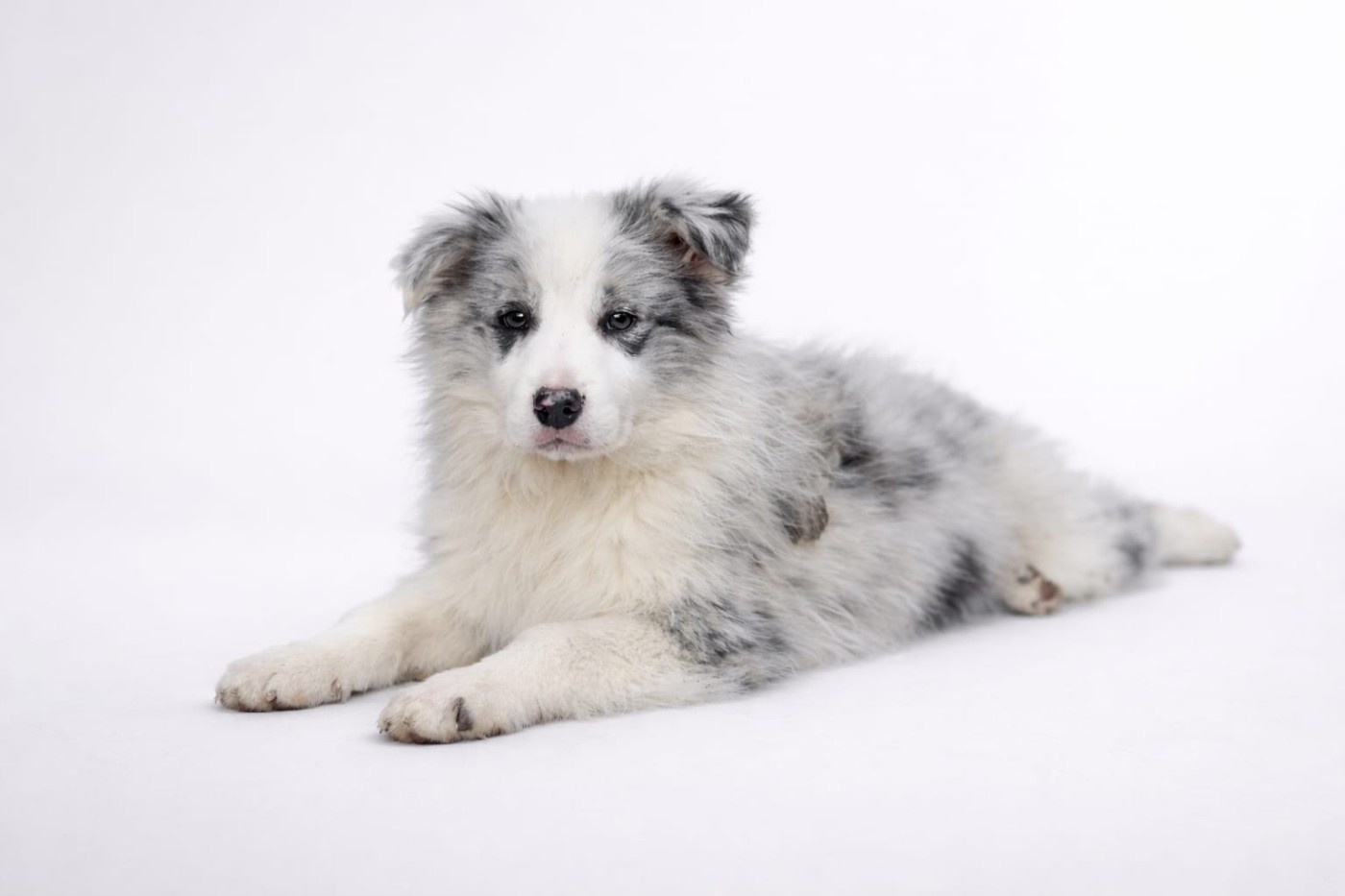 Slice Of Heaven - Chiots disponibles - Border Collie