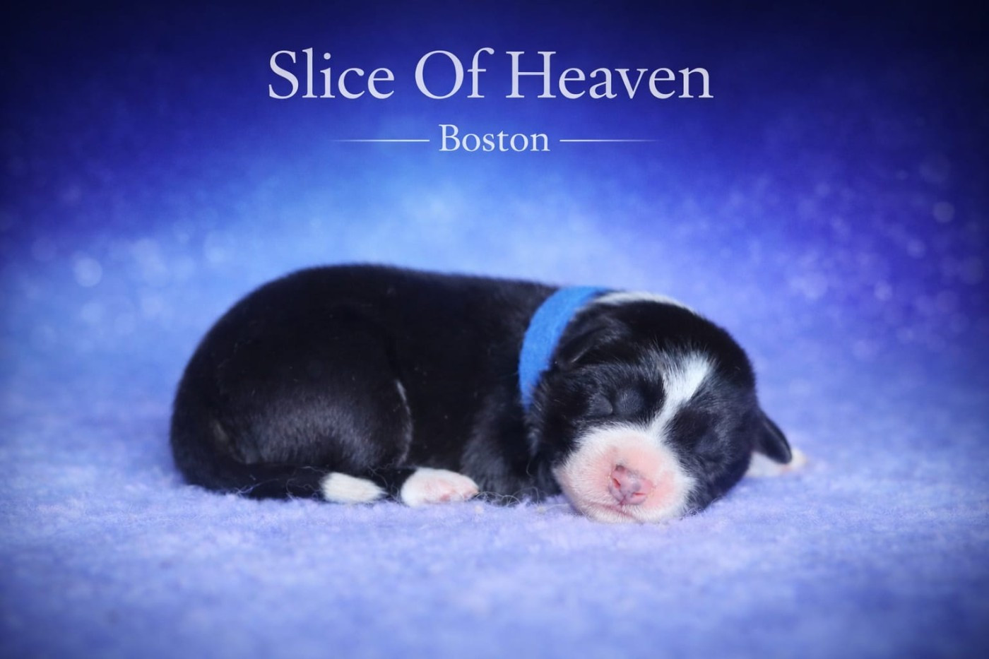 Slice Of Heaven - Chiots disponibles - Border Collie