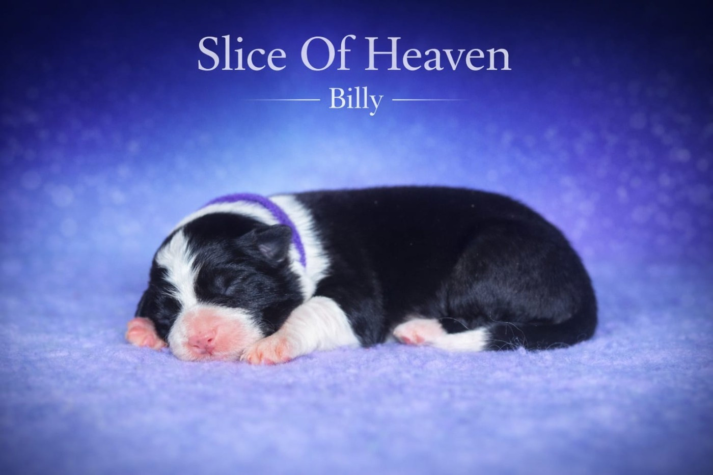 Slice Of Heaven - Chiots disponibles - Border Collie