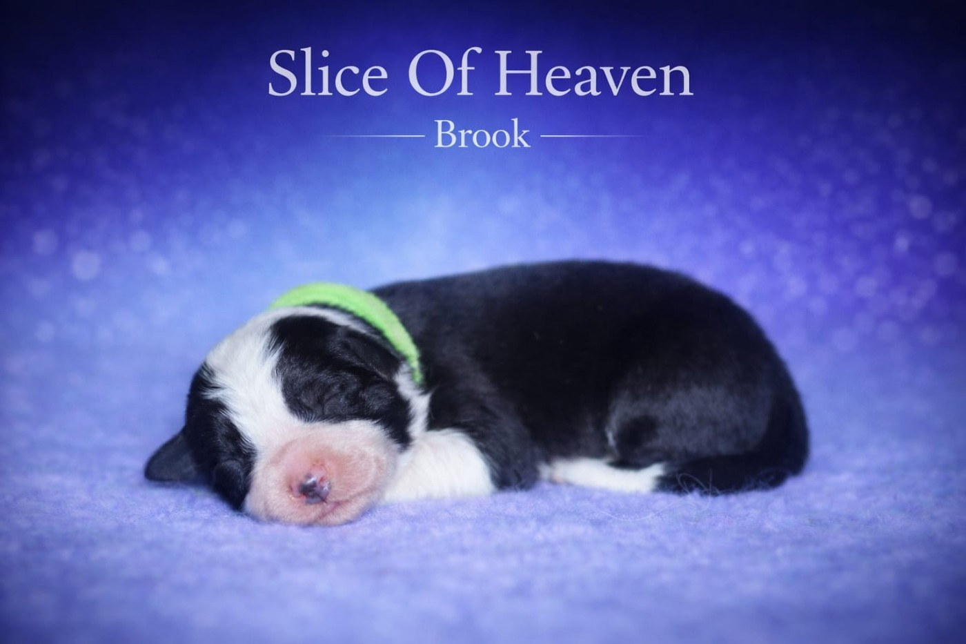 Slice Of Heaven - Chiots disponibles - Border Collie