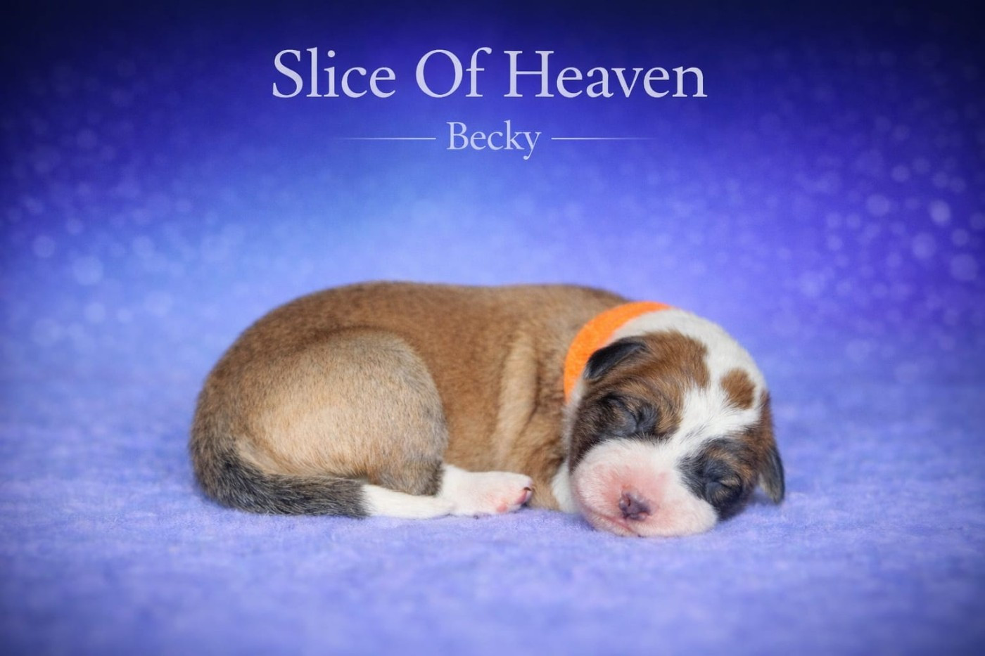 Slice Of Heaven - Chiots disponibles - Border Collie