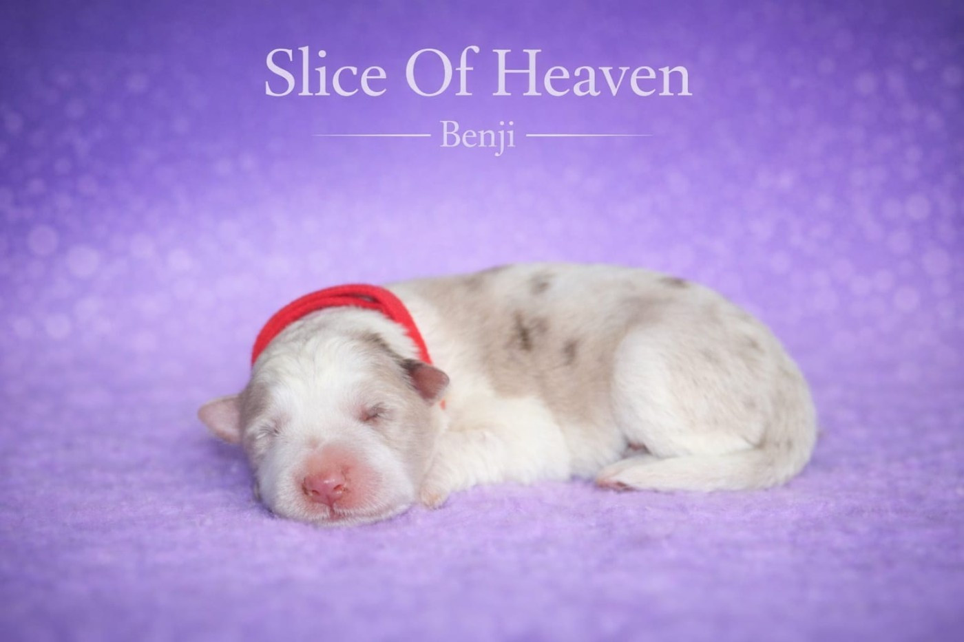 Slice Of Heaven - Chiots disponibles - Border Collie