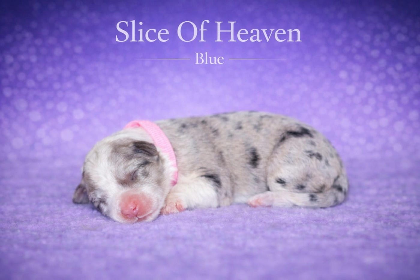 Slice Of Heaven - Chiots disponibles - Border Collie