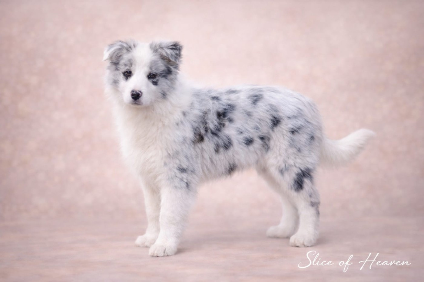 Slice Of Heaven - Chiots disponibles - Border Collie