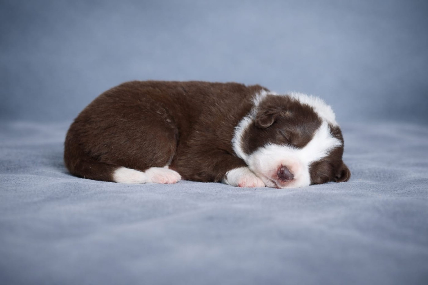 Slice Of Heaven - Chiots disponibles - Border Collie