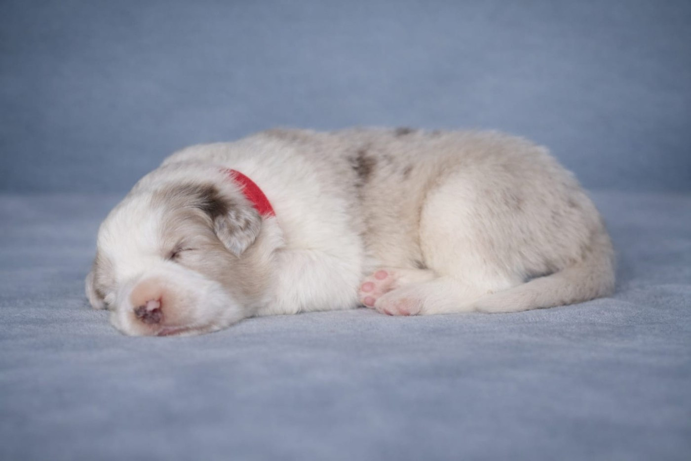 Slice Of Heaven - Chiots disponibles - Border Collie