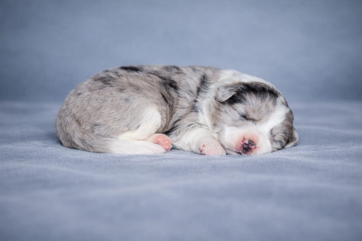 Slice Of Heaven - Chiots disponibles - Border Collie