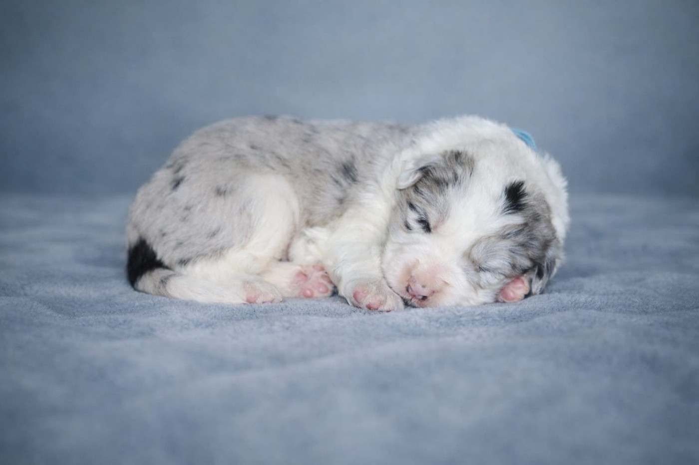 Slice Of Heaven - Chiots disponibles - Border Collie