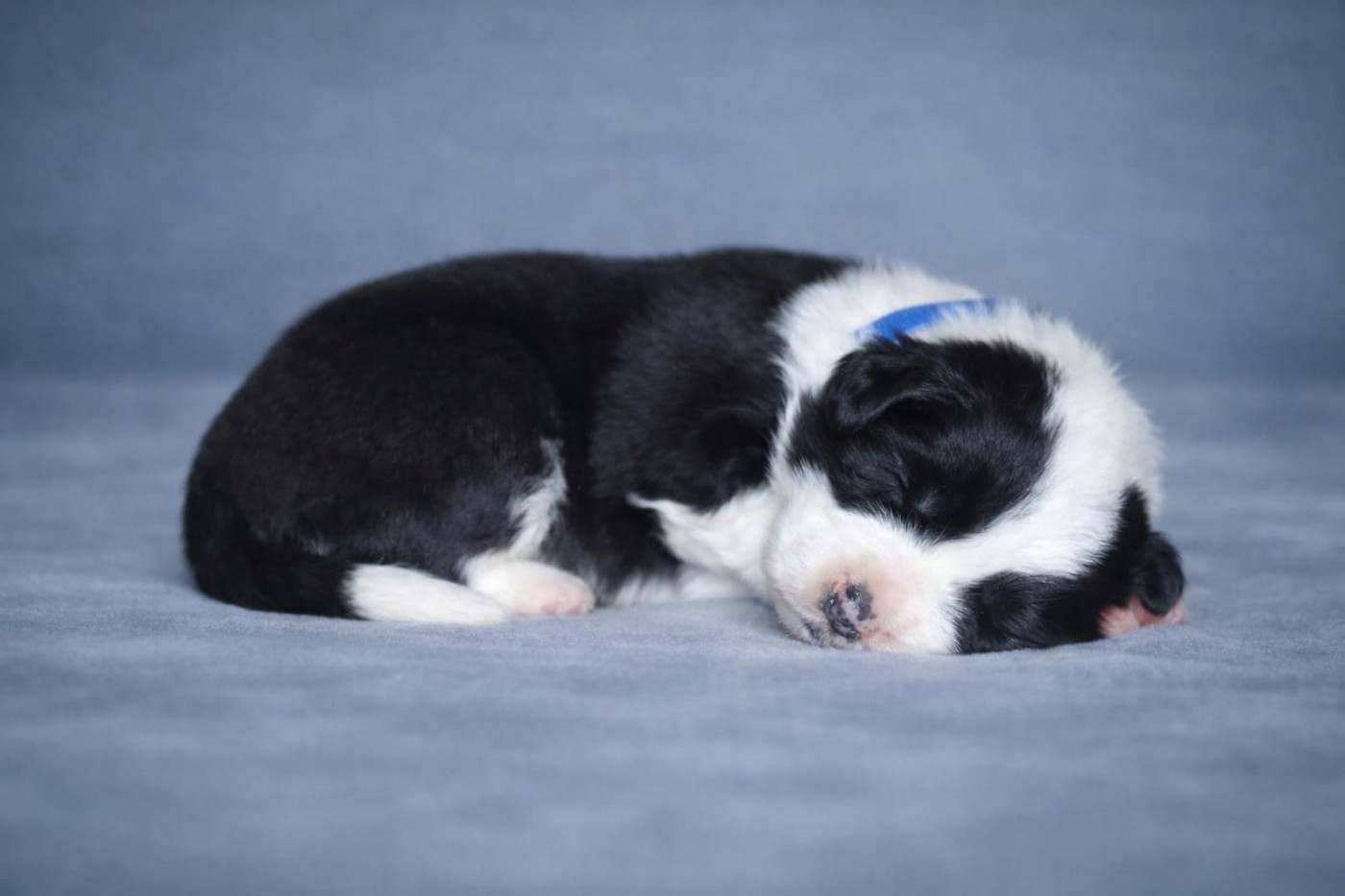 Slice Of Heaven - Chiots disponibles - Border Collie