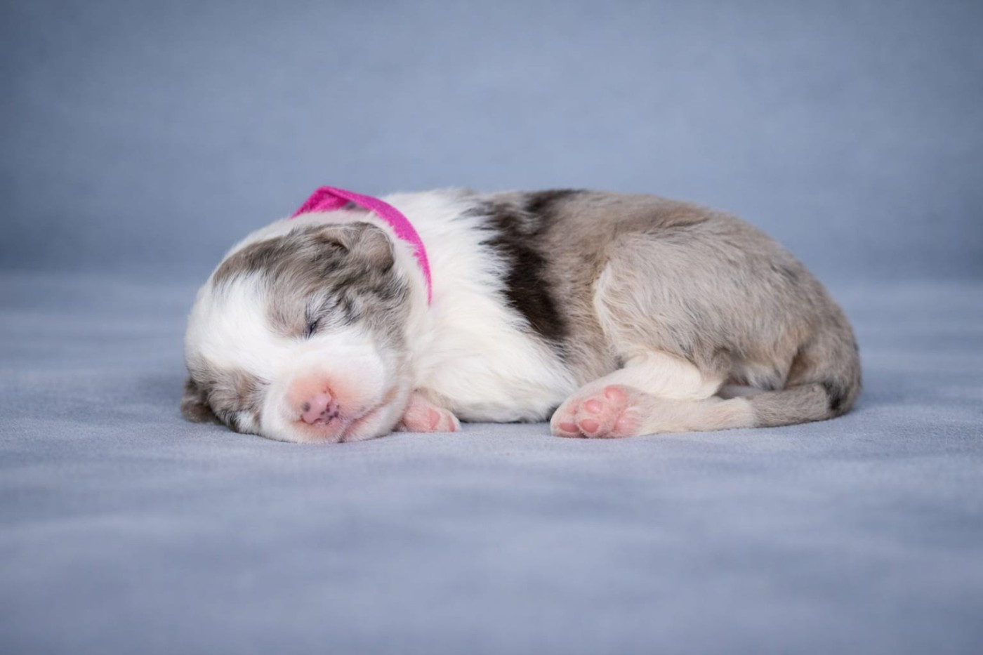 Slice Of Heaven - Chiots disponibles - Border Collie