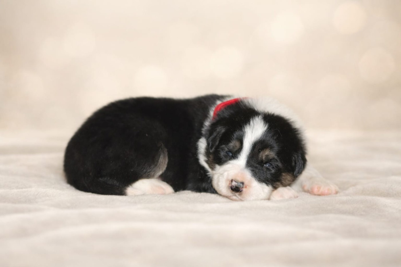 Slice Of Heaven - Chiots disponibles - Border Collie